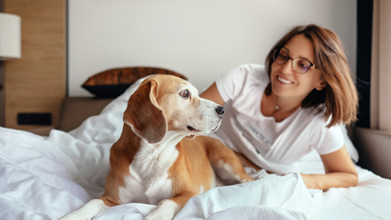 Hotel lets you foster dogs when you stay