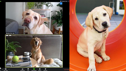 You can join a Zoom call with Guide Dog puppies today!