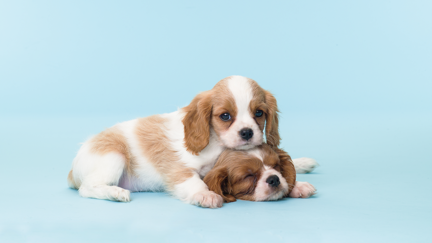 Turns out we've been calculating our dogs' age wrong this whole time!