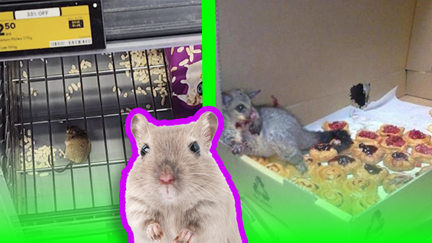 Mouse caught snacking on cereal in Pukekohe supermarket