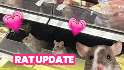 Supermarket rat update: there are more rats