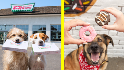 Krispy Kreme Has Unleashed Doggie Doughnuts for International Dog Day!